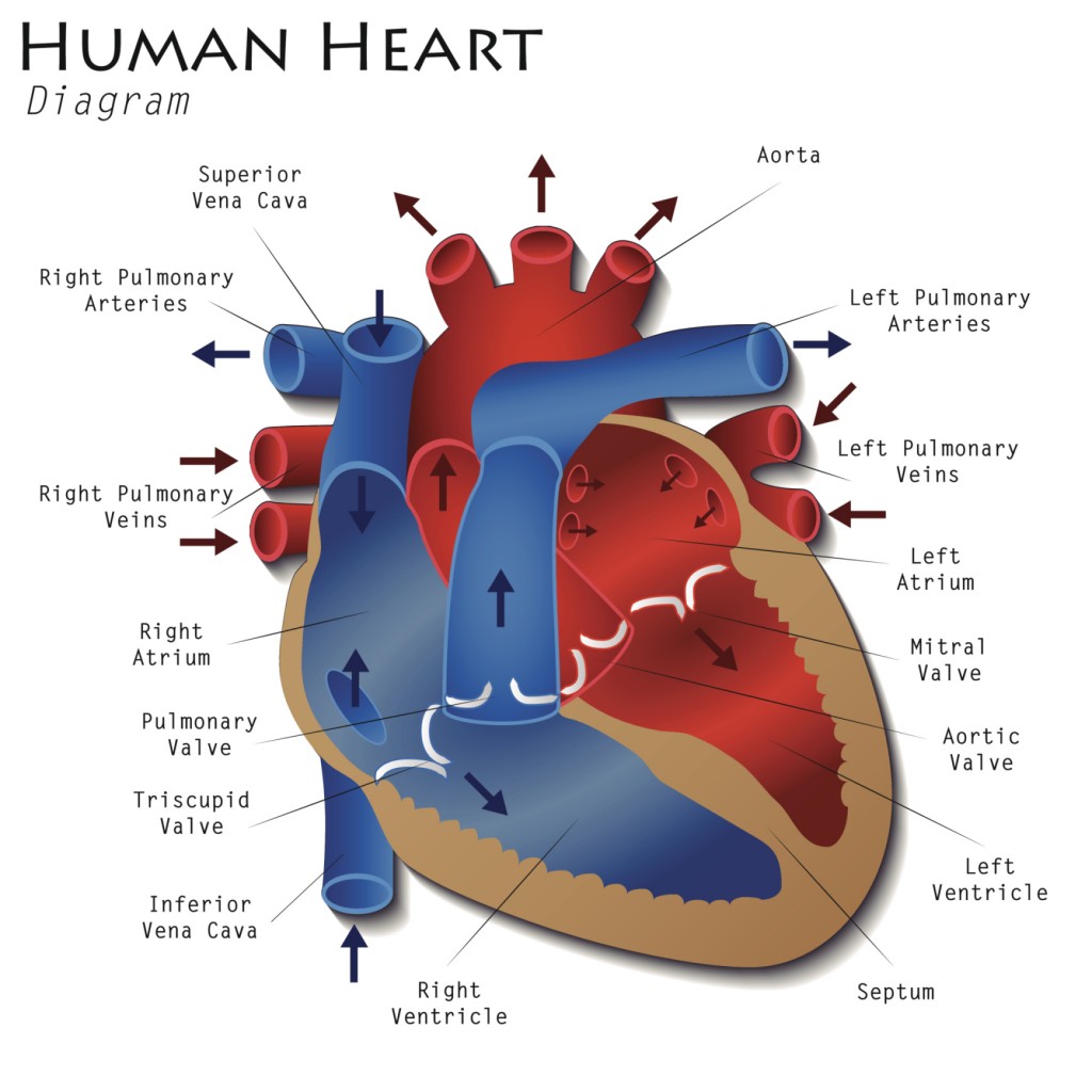 What is Patent Ductus Arteriosus Heart Health Gordon Gunn MD