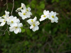 Branch of dogwood blossoms against a dark background